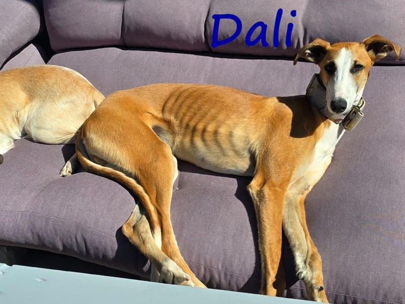Dali 07/2024 (in Deutschland) - bezaubernder junger Galgo!