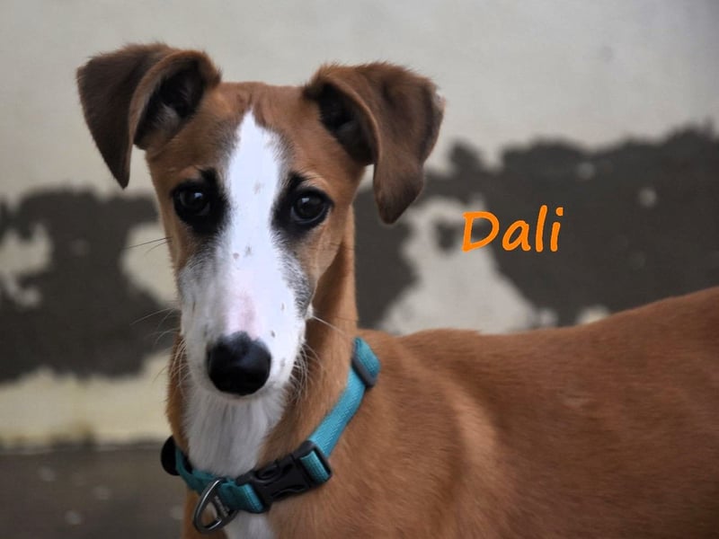 Dali 07/2024 (in Deutschland) - bezaubernder junger Galgo!