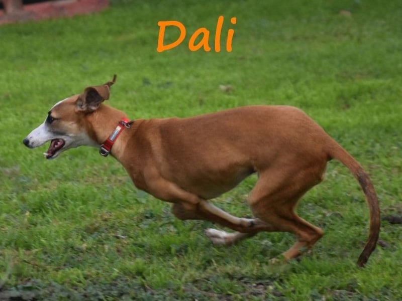 Dali 07/2024 (in Deutschland) - bezaubernder junger Galgo!