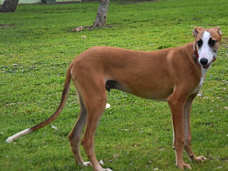 Dali 07/2024 (in Deutschland) - bezaubernder junger Galgo!