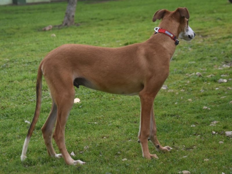 Dali 07/2024 (in Deutschland) - bezaubernder junger Galgo!