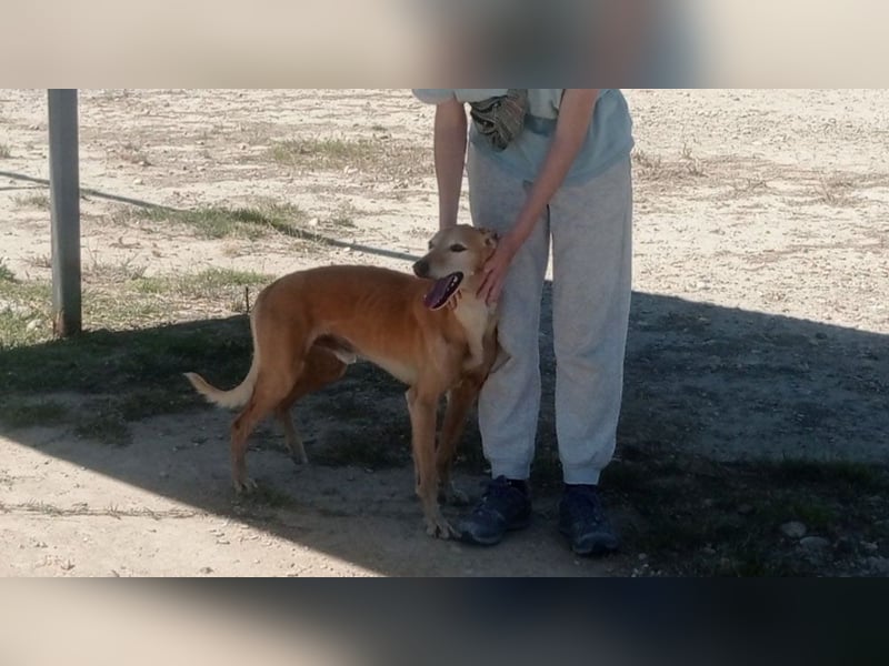 LOGAN-liebevoler,  freundlicher, menschenbezogener, traumhafter Familienhund sucht schönes  Zuhause