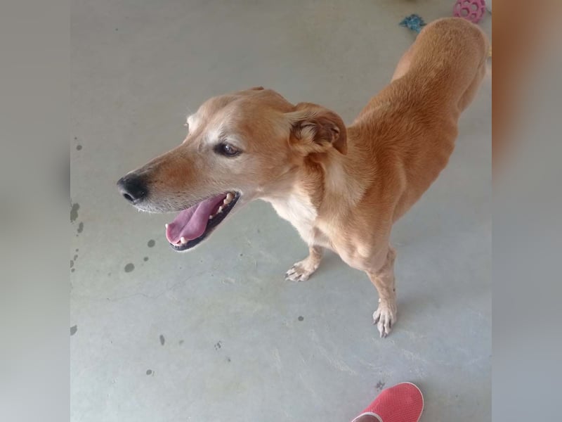 LOGAN-liebevoler,  freundlicher, menschenbezogener, traumhafter Familienhund sucht schönes  Zuhause