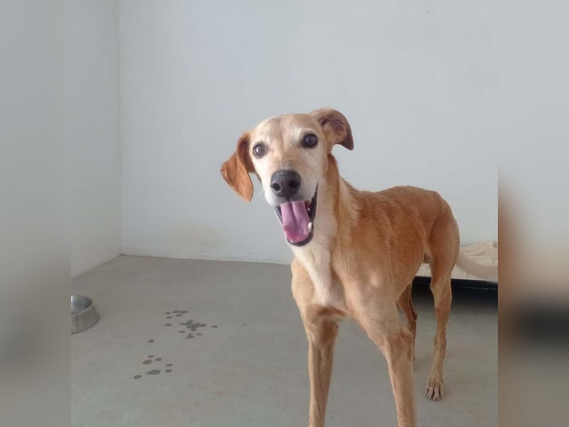 LOGAN-liebevoler,  freundlicher, menschenbezogener, traumhafter Familienhund sucht schönes  Zuhause