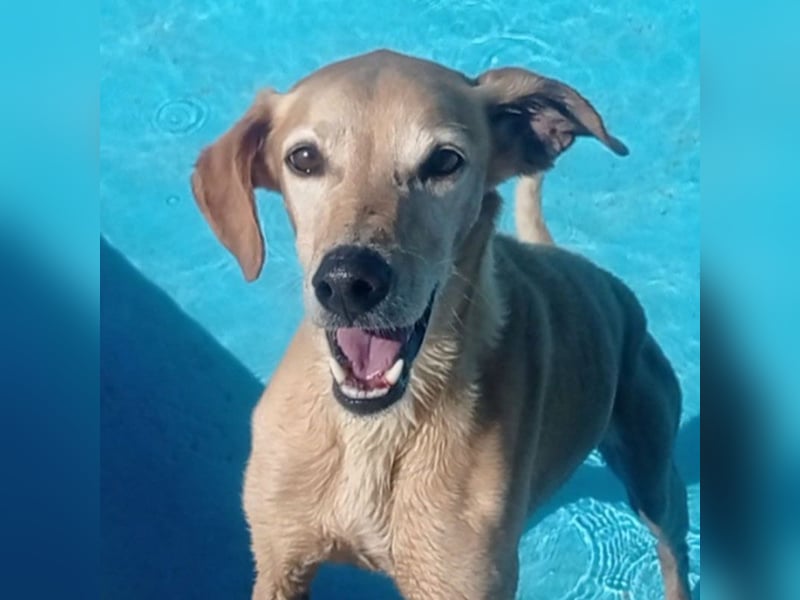 LOGAN-liebevoler,  freundlicher, menschenbezogener, traumhafter Familienhund sucht schönes  Zuhause