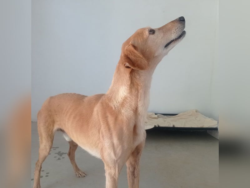 LOGAN-liebevoler,  freundlicher, menschenbezogener, traumhafter Familienhund sucht schönes  Zuhause
