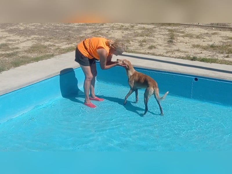 LOGAN-liebevoler,  freundlicher, menschenbezogener, traumhafter Familienhund sucht schönes  Zuhause