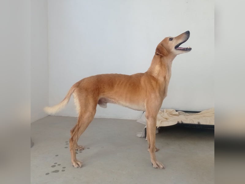 LOGAN-liebevoler,  freundlicher, menschenbezogener, traumhafter Familienhund sucht schönes  Zuhause