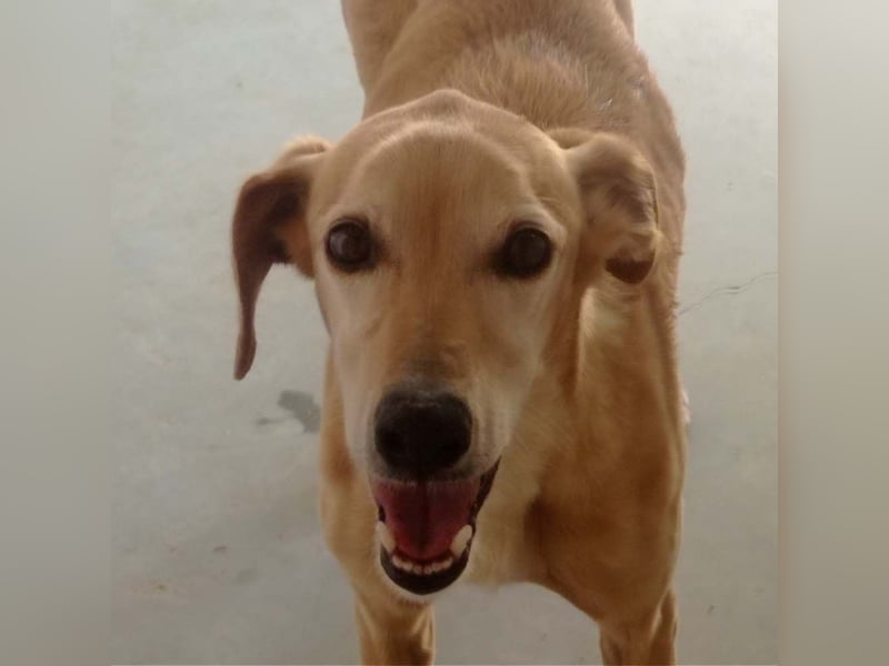 LOGAN-liebevoler,  freundlicher, menschenbezogener, traumhafter Familienhund sucht schönes  Zuhause