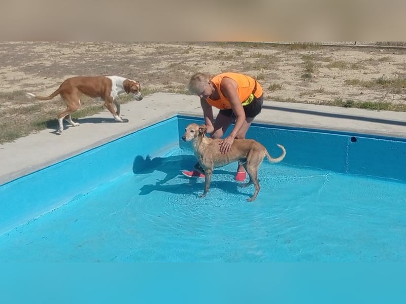 LOGAN-liebevoler,  freundlicher, menschenbezogener, traumhafter Familienhund sucht schönes  Zuhause