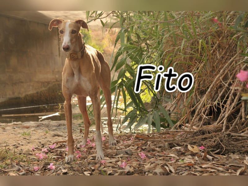 Finden auch Sie Fito unglaublich hübsch?