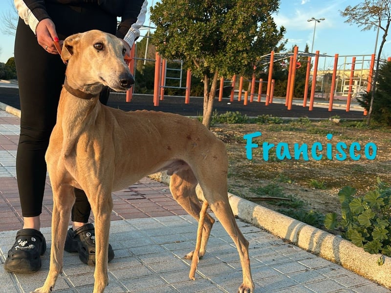 Francisco 09/2023 (ESP) - freundlicher und ausgeglichener, junger Galgo Rüde!