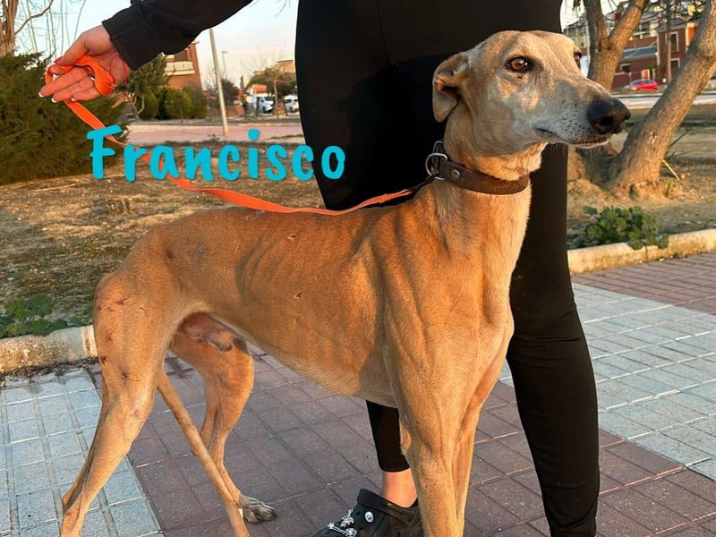 Francisco 09/2023 (ESP) - freundlicher und ausgeglichener, junger Galgo Rüde!