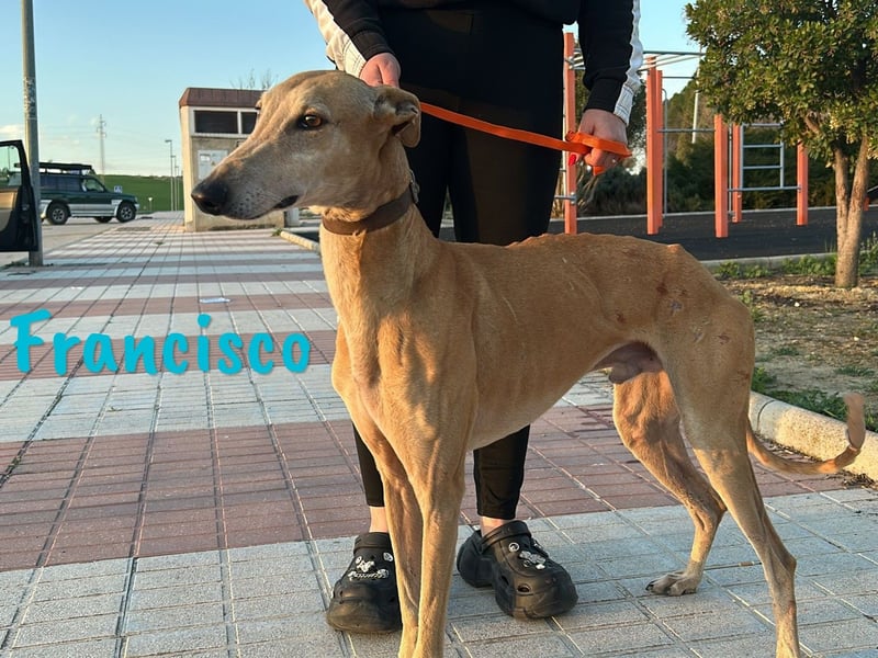 Francisco 09/2023 (ESP) - freundlicher und ausgeglichener, junger Galgo Rüde!