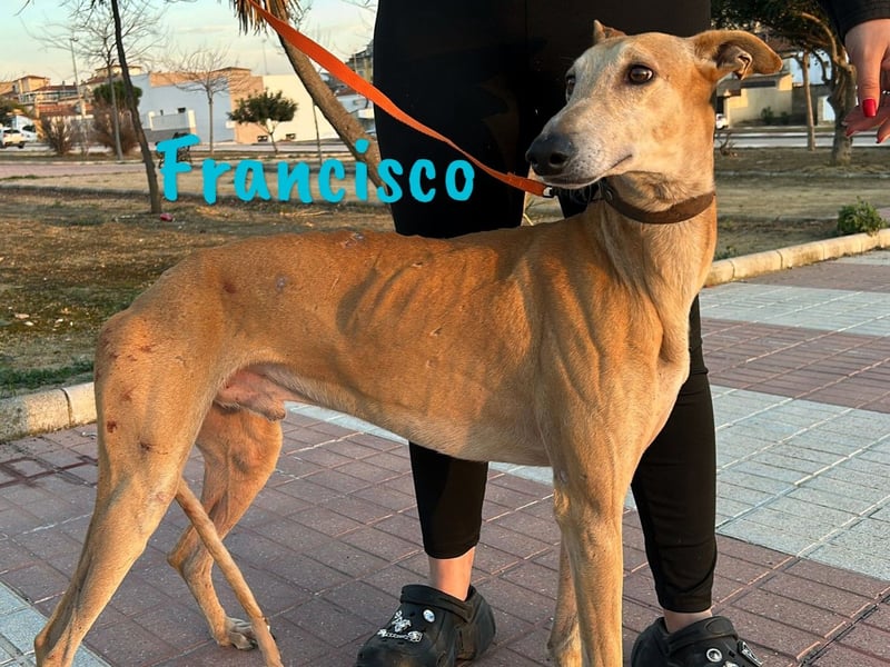 Francisco 09/2023 (ESP) - freundlicher und ausgeglichener, junger Galgo Rüde!