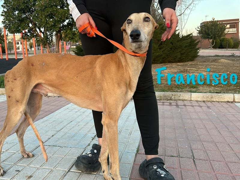 Francisco 09/2023 (ESP) - freundlicher und ausgeglichener, junger Galgo Rüde!