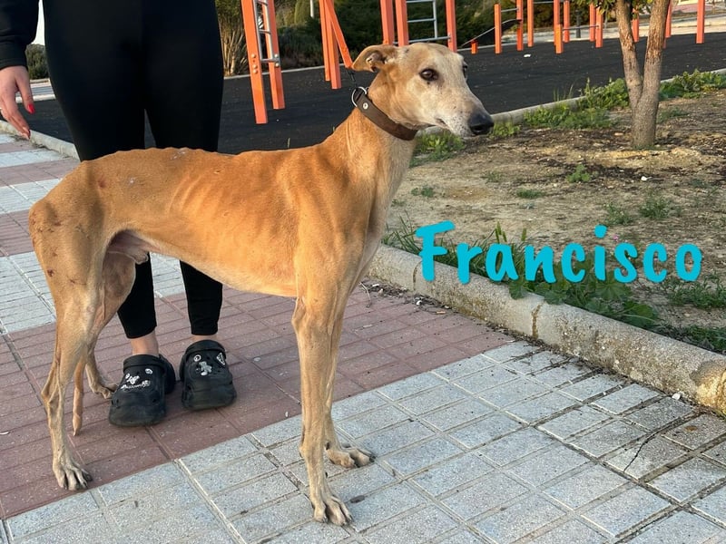 Francisco 09/2023 (ESP) - freundlicher und ausgeglichener, junger Galgo Rüde!