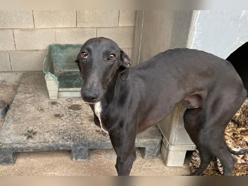 Sirius Black, liebevoller,aufgeschlossener wunderbarer Galgo Mann
