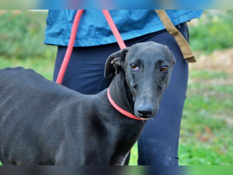 Sirius Black, liebevoller,aufgeschlossener wunderbarer Galgo Mann