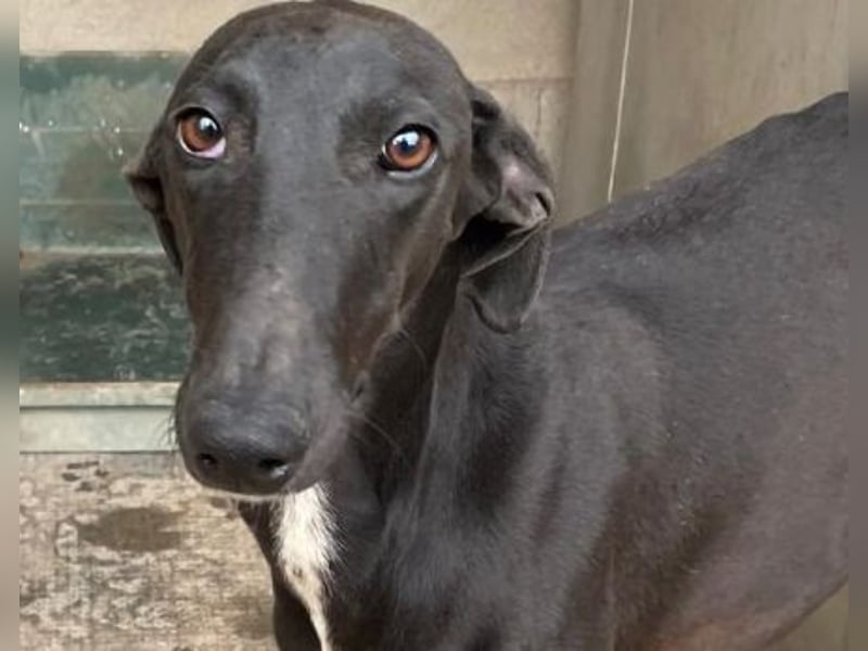 Sirius Black, liebevoller,aufgeschlossener wunderbarer Galgo Mann