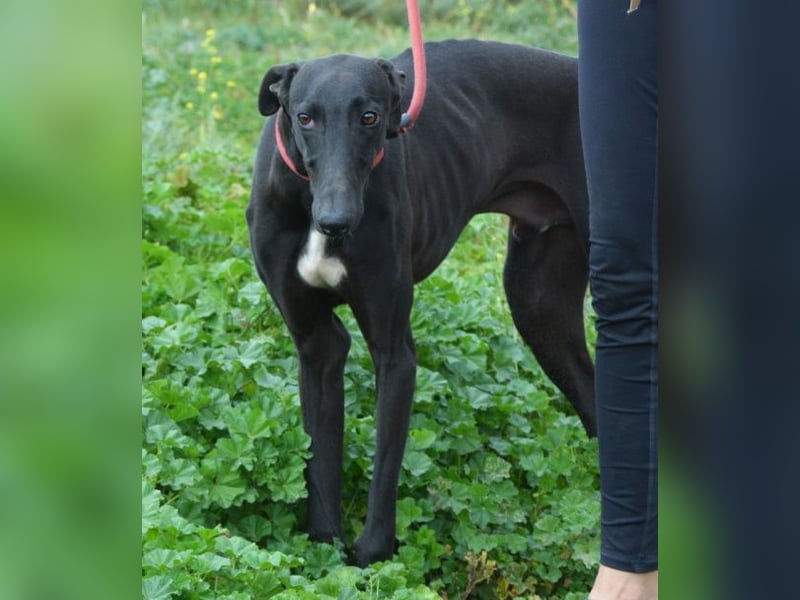 Sirius Black, liebevoller,aufgeschlossener wunderbarer Galgo Mann