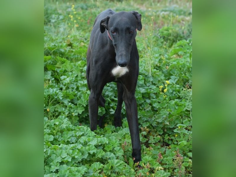 Sirius Black, liebevoller,aufgeschlossener wunderbarer Galgo Mann