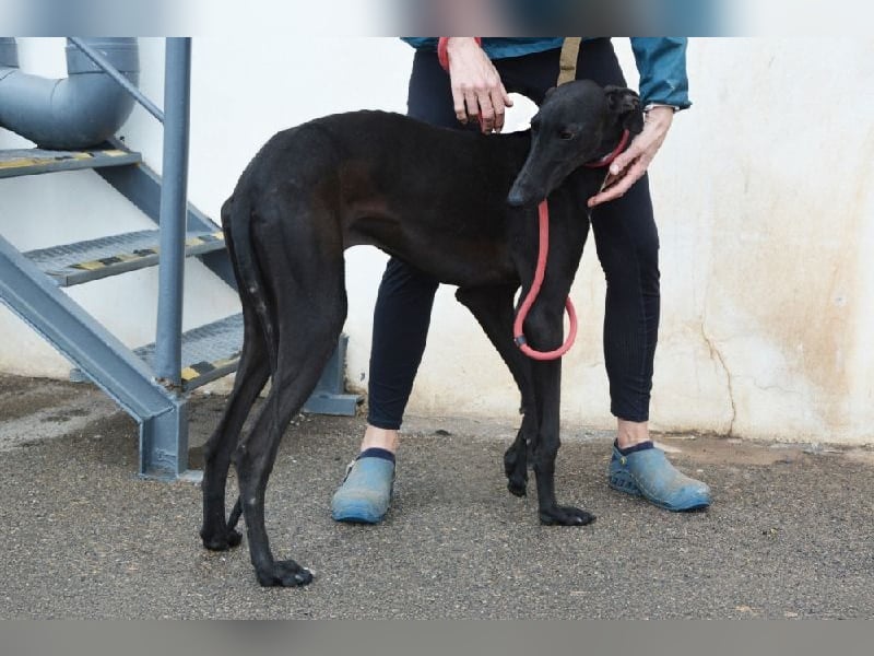 Sirius Black, liebevoller,aufgeschlossener wunderbarer Galgo Mann