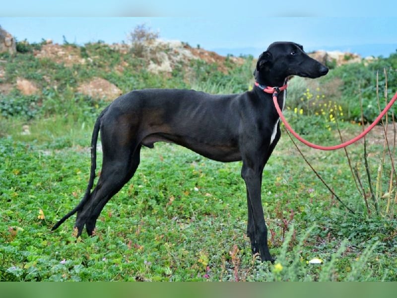 Sirius Black, liebevoller,aufgeschlossener wunderbarer Galgo Mann