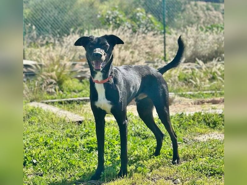 Chili (Spanien) – lebensfroher Galgo-Mischling sucht seine Familie