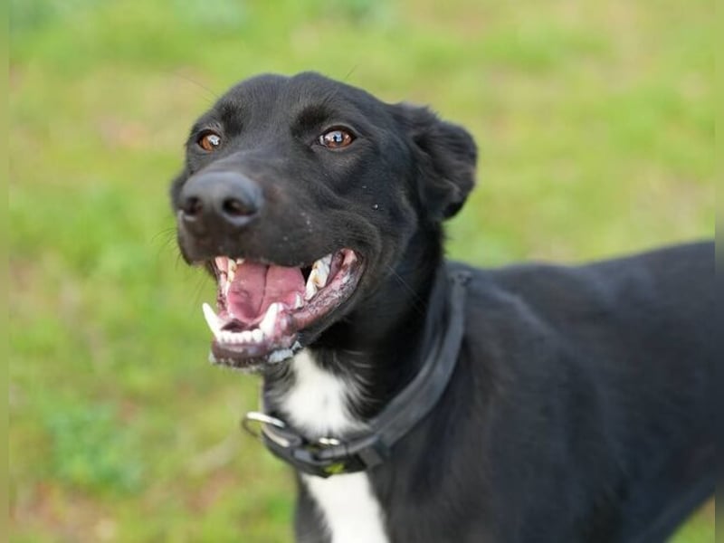 Chili (Spanien) – lebensfroher Galgo-Mischling sucht seine Familie