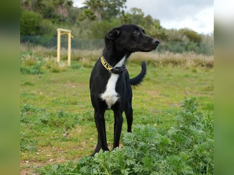 Chili (Spanien) – lebensfroher Galgo-Mischling sucht seine Familie