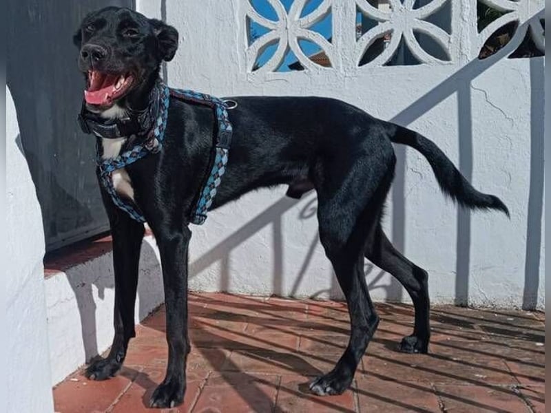 Chili (Spanien) – lebensfroher Galgo-Mischling sucht seine Familie