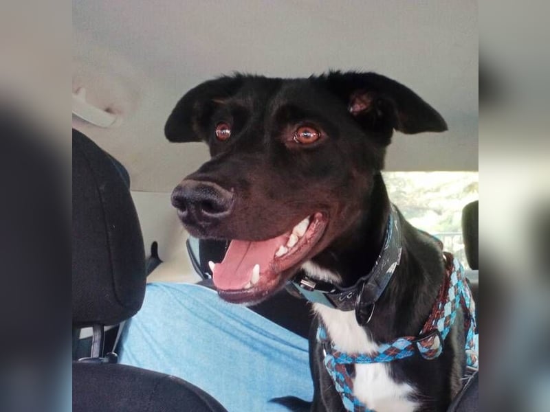 Chili (Spanien) – lebensfroher Galgo-Mischling sucht seine Familie