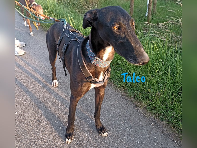 Talco 06/2024 (in Deutschland) - liebenswerter junger Galgo!