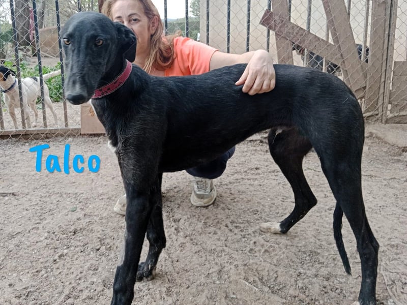 Talco 06/2024 (in Deutschland) - liebenswerter junger Galgo!