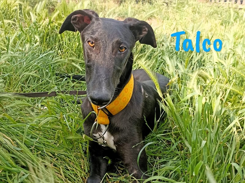 Talco 06/2024 (in Deutschland) - liebenswerter junger Galgo!