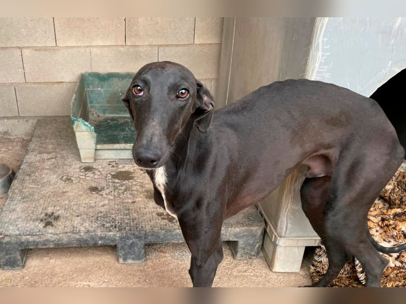 Sirius  Black - ein Stern sucht sein Glück