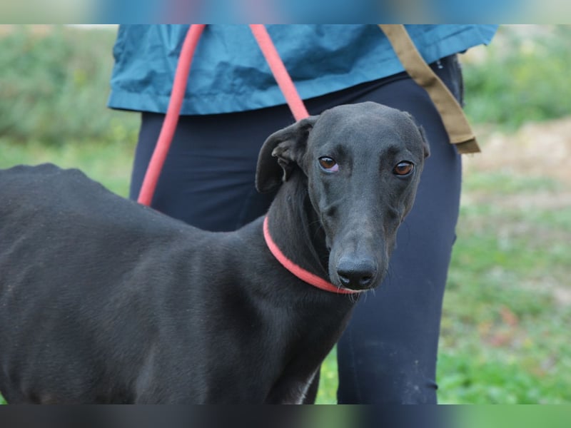Sirius  Black - ein Stern sucht sein Glück