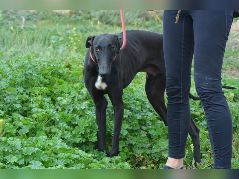 Sirius  Black - ein Stern sucht sein Glück