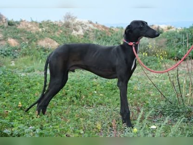 Sirius  Black - ein Stern sucht sein Glück