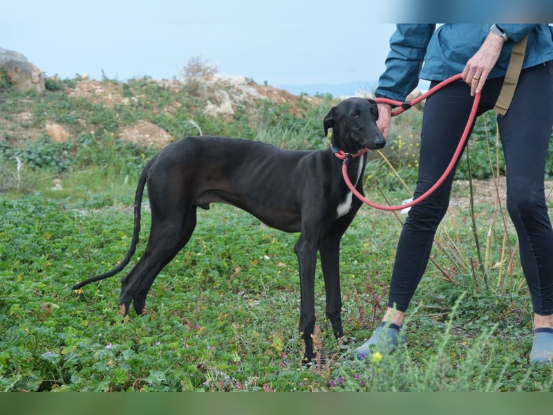Sirius  Black - ein Stern sucht sein Glück