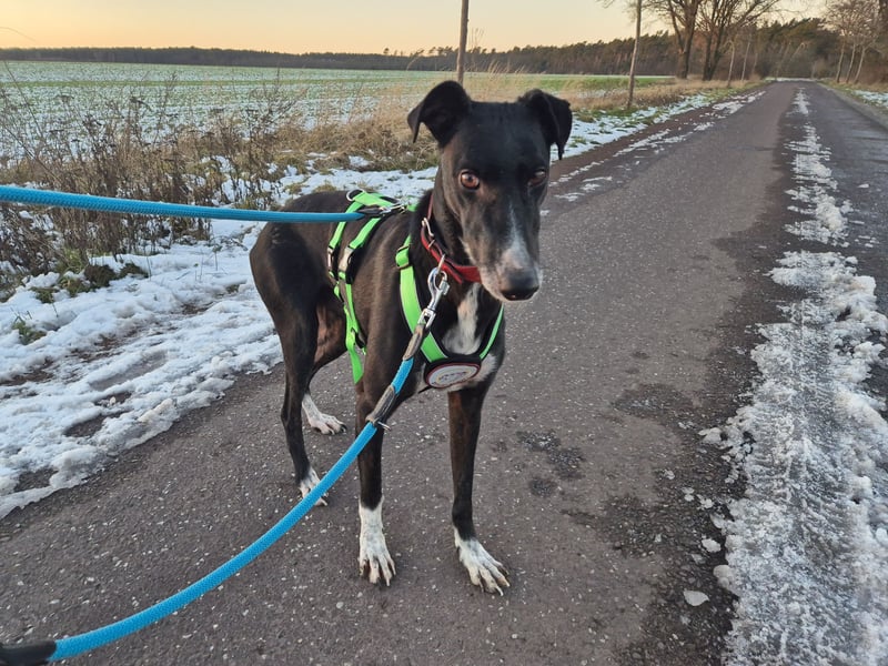 Windhund Fans aufgepasst