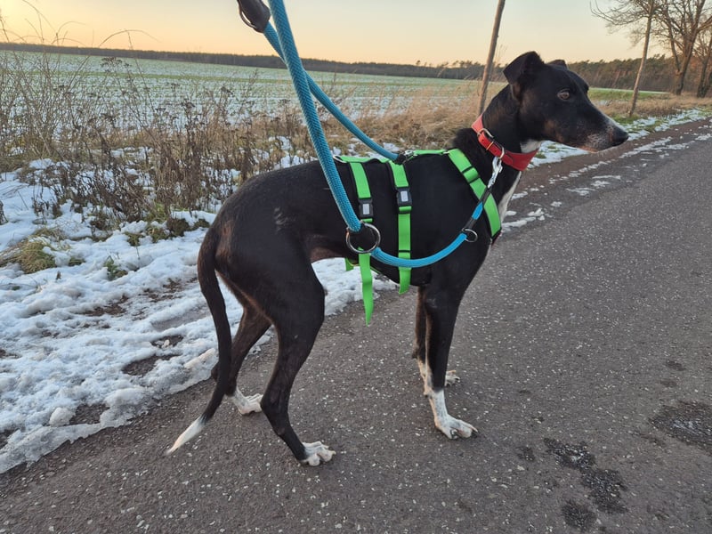 Windhund Fans aufgepasst