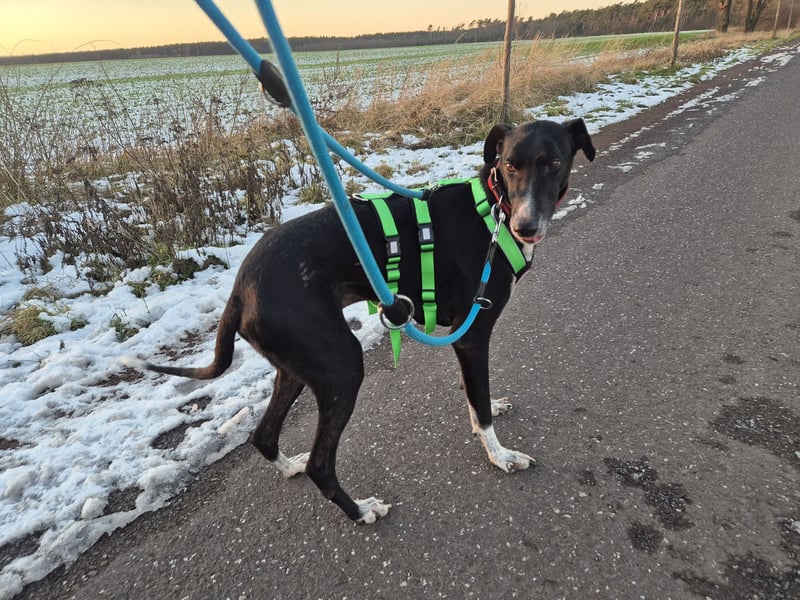 Windhund Fans aufgepasst