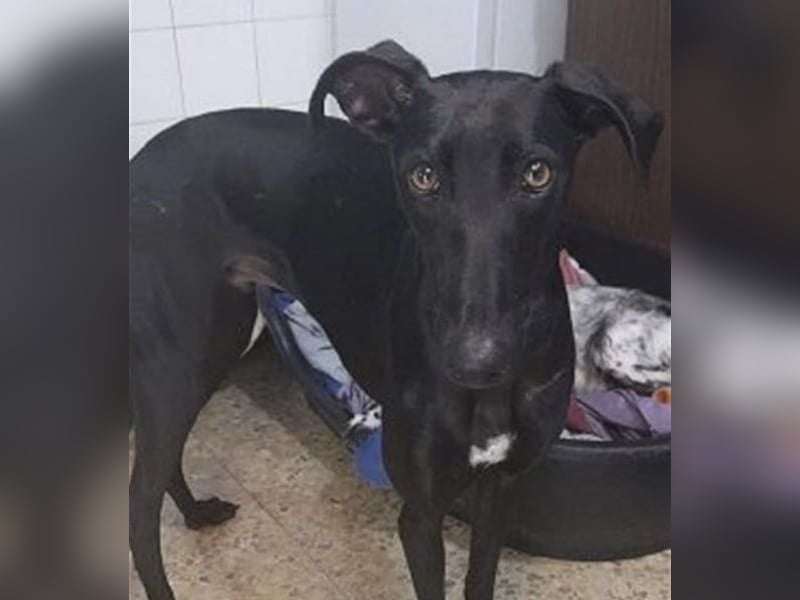Regaliz, leidet im Tierheim