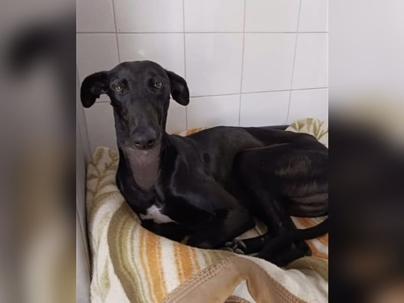 Regaliz, leidet im Tierheim