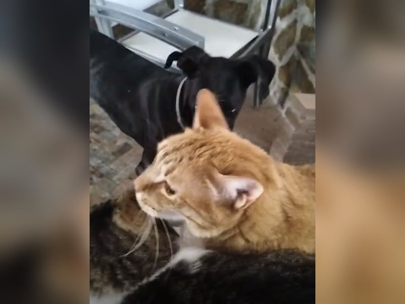 Narciso, katzenfreundlich und sozial
