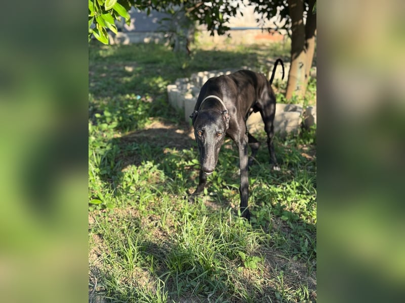 Narciso , ein sozialer Katzenfreund