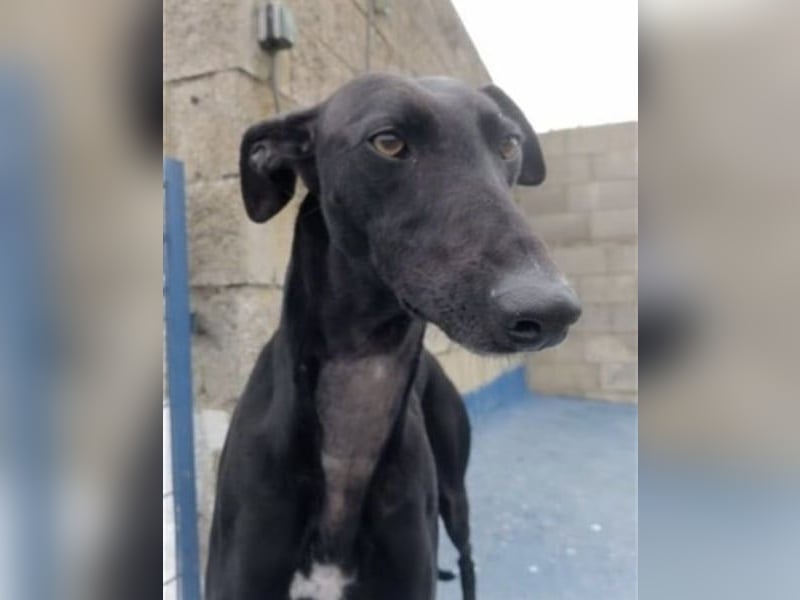 Regaliz, leidet im Tierheim