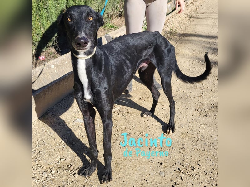 Jacinto de Payerno 03/2021 (ESP) - unglaublich hübscher, lieber Galgo!